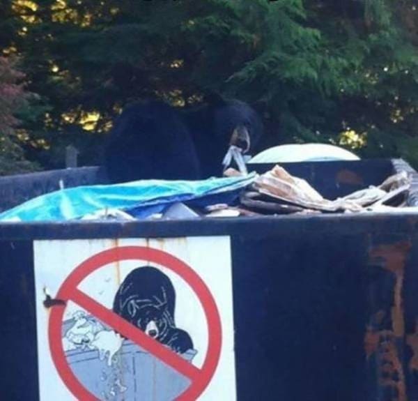 no bears in dumpster sign with bear in dumpster funny picture