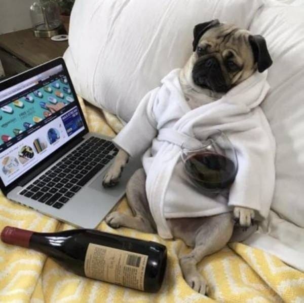 dog with wine and computer funny picture