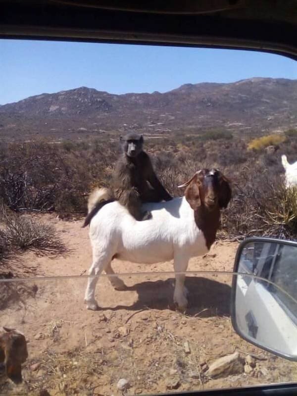 primate sitting on goat funny picture