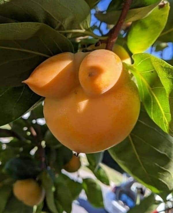 fruit that looks like breasts funny picture