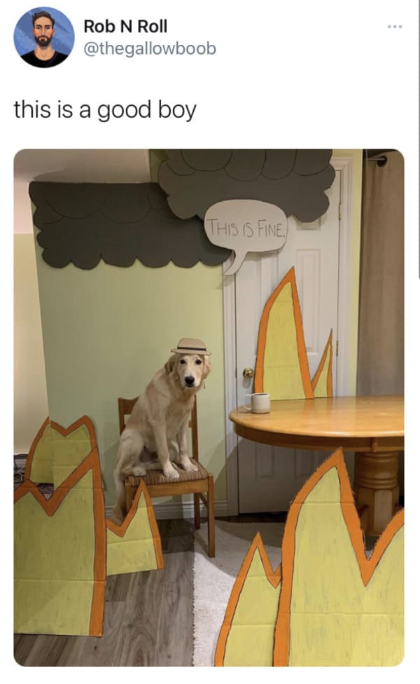 this is fine dog real life, funny pictures, funniest pictures, funny pics, funny images, meme pictures, hilarious funny pictures, pictures memes, picture meme, funny meme pics, best funny pictures, best funny picture, funniest picture, meme picture, crazy funny photos, funny photos, funny picture, funny photo, funny meme, funny photo dump, hilarious picture, humorous picture