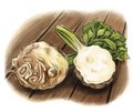 Dining_Ingredient_celeriac_KATIEMCBRIDE_rp0118.jpg