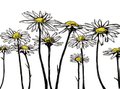 Dining_Ingredient_Chamomile-sm_rp0916.jpg