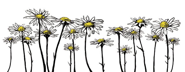 Dining_Ingredient_Chamomile_rp0916.jpg