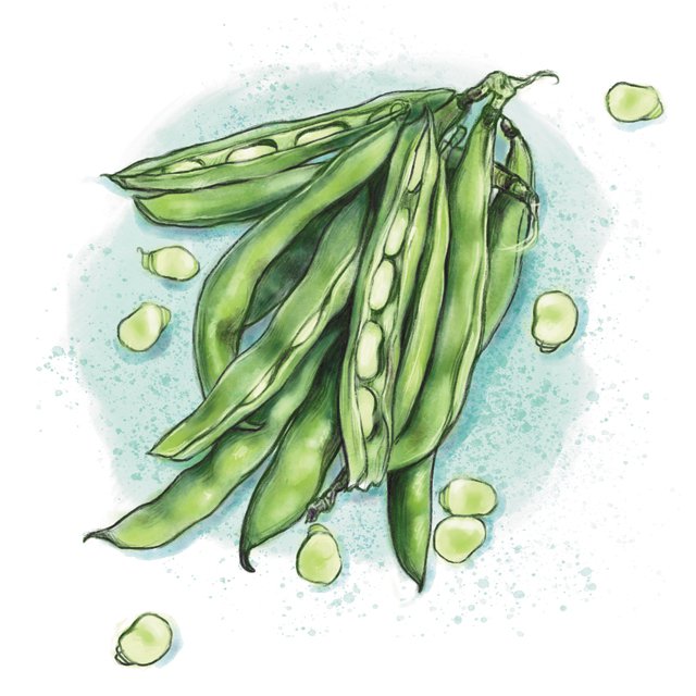 Dining_Ingredient_FavaBeans_KATIE_MCBRIDE_rp0518.jpg