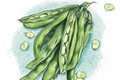 Dining_Ingredient_FavaBeans_KATIE_MCBRIDE_rp0518_teaser.jpg