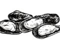 Dining_Ingredient_Mussels_Kristy_Heilenday_rp1015.jpg