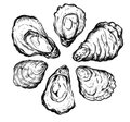 Dining_Ingredient_Oysters_KRISTY_HEILENDAY_rp0117.jpg