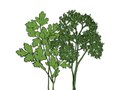 Dining_Ingredient_Parsley_KRISTY_HEILENDAY_rp0417-crop.jpg