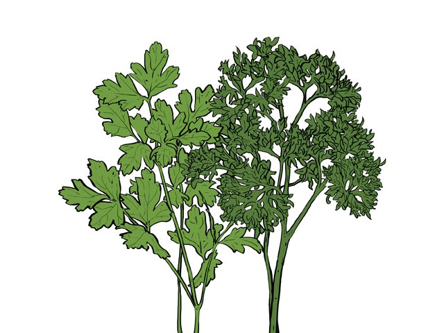 Dining_Ingredient_Parsley_KRISTY_HEILENDAY_rp0417-crop.jpg
