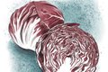Dining_Ingredient_radicchio_KATIE_MCBRIDE_rp0318_teaser.jpg