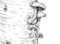 dining_ingredient_shiitake_KRISTY_HEILENDAY_cropped.jpg