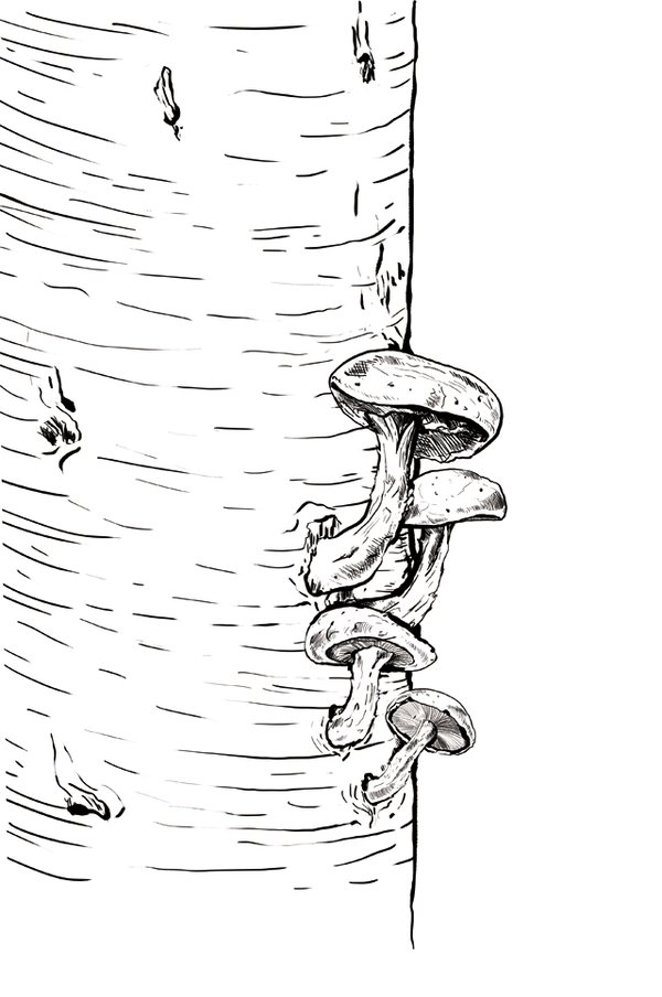 dining_ingredient_shiitake_KRISTY_HEILENDAY_rp1016.jpg