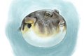 Dining_Ingredient_sugar-toads_KATIE_MCBRIDE_rp0618_teaser.jpg