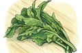 Dining_Shorts_BroccliRabe_KATIEMCBRIDE_rp0917_teaser.jpg