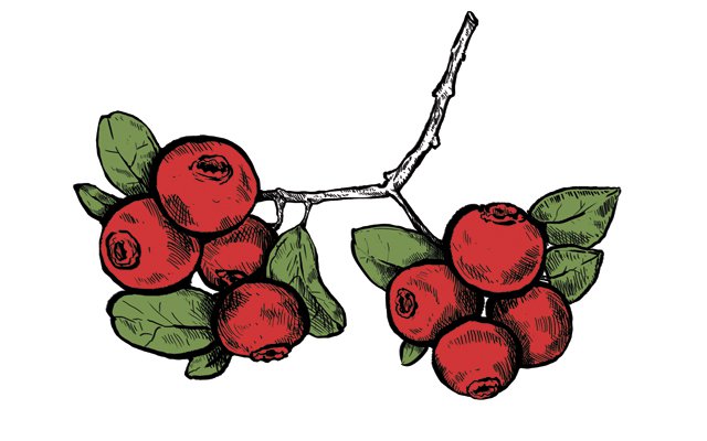 Dining_Shorts_Ingredient_Cranberries_KRISTY_HEILENDAY_rp1216.jpg