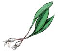 Dining_Shorts_Ingredient_Ramps_KRISTY_HEILENDAY_rp0517.jpg