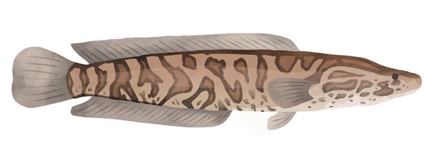 Dining_Shorts_Ingredient_Snakehead_LAURED_BALDWIN_rp0818.jpg