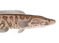 Dining_Shorts_Ingredient_Snakehead_LAURED_BALDWIN_teaser.jpg