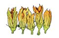 Dining_Shorts_Ingredient_SquashBlossoms_KRISTY_HEILENDAY_rp0617.jpg
