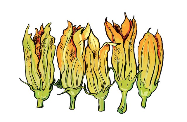Dining_Shorts_Ingredient_SquashBlossoms_KRISTY_HEILENDAY_rp0617.jpg
