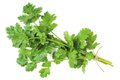 Eat&Drink_Ingredient_Cilantro_GETTY_rp0321.jpg