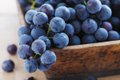 Eat&Drink_Ingredient_ConcordGrapes_GETTY_rp0922-teaser.jpg