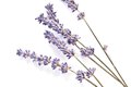 Eat&Drink_Ingredient_Lavender_GETTY_rp0522-teaser.jpg