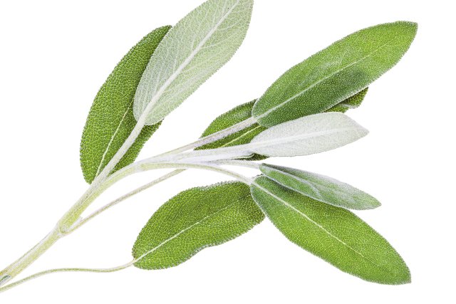 Eat&Drink_Ingredient_Sage_GETTY_rp1120.jpg
