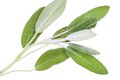 Eat&Drink_Ingredient_Sage_GETTY_rp1120.jpg
