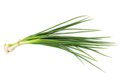 Eat&Drink_Ingredient_Scallions_GETTY_rp0322.jpg-teaser.jpg