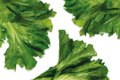 Eat+Drink_Ingredient_Escarole_Teaser_JAYPAUL_rp0323.jpg