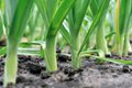 leeks_GettyImages-546021316.jpg