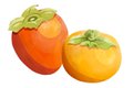 persimmons_lauren-baldwin_teaser.jpg