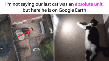 wholesome absolute units