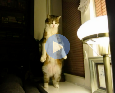 weird cat stretch, funny cat stretch, cat stretching funny, cat fail videos, cat fail video, best cat fail videos, best cat fail videos 2016, best cat fail videos 2017, best cat fail videos 2018, best cat fail videos 2019, best cat fail videos 2020, funniest cat fail videos, funniest cat fail videos 2016, funniest cat fail videos 2017, funniest cat fail videos 2018, funniest cat fail videos 2019, funniest cat fail videos 2020, funny cat, funny cats, funny cat video, funny cat videos, cats funny, funny cats, funny video, funny videos, funny vid, funny vids, funniest video ever, animal video, animal videos, funny animal, funny animals, funniest cat videos 2016, funniest cat videos 2017, funniest cat videos 2018, funniest cat videos 2019, funniest cat videos 2020, funniest cats 2016, funniest cats 2017, funniest cats 2018, funniest cats 2019, funniest cats 2020, funniest kitten videos 2016, funniest kitten videos 2017, funniest kitten videos 2018, funniest kitten videos 2019, funniest kitten videos 2020