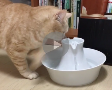 cat drinking from fountain, broken cat, cat broken, cat needs software update, cat drinking from sink, cat drinking from a sink, cat drinking from sink video, video cat drinking from sink, cat drinking from sink gif, cat drinking water from sink, cat drinking water from kitchen sink, cat drinking faucet sink, my cat keeps drinking from the sink, cat drinking fountain, cat only drinks from sink, cat drinking funny, funny drinking cat, water cat funny, cat water funny, funny water cat, funny cat water, funny cat, cat funny, funny cat video, funny cat videos, cats funny, funny cats, funny video, funny videos, funny vid, funny vids, funniest video ever, animal video, animal videos, funny animal, funny animals, funniest cat videos 2016, funniest cat videos 2017, funniest cat videos 2018, funniest cat videos 2019, funniest cat videos 2020, funniest cats 2016, funniest cats 2017, funniest cats 2018, funniest cats 2019, funniest cats 2020, funniest kitten videos 2016, funniest kitten videos 2017, funniest kitten videos 2018, funniest kitten videos 2019, funniest kitten videos 2020