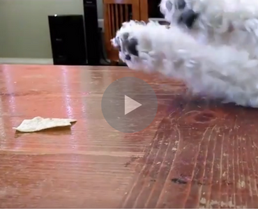 dog gets robbed, cute little dog, cute little dog gets robbed, little dog gets robbed, dog trying to get chip, dog trying to reach chip, big dog steals little dog's food, big dog little dog, little dog big dog, little dog vs big dog, big dogs vs little dog, little dogs vs big dogs, big dogs vs little dogs, dog can't reach chip, dog trying to get food, funny dog, funny dogs, happy dog, dog happy, funny animals, funny animal, funny animal videos, funny animal video, funny videos, funny video, funny vids, funny vid, funny dog, funny dogs, dog, dogs, best dog ever, funny dog video, funny dog videos, funny dog vid, funny dog vids, dog videos funny, dog video funny, funniest dog videos 2016, funniest dog videos 2017, funniest dog videos 2018, funniest dog videos 2019, funniest dog videos 2020, best dog videos 2016, best dog videos 2017, best dog videos 2018, best dog videos 2019, best dog videos 2020