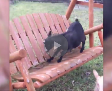 goat falls off porch swing, goat falls off a porch swing, goat fail, goat fails, goat porch swing, porch swing goat, ahhh ricky it's ok, ricky the goat, funny goat, goat funny, funny goats, goats funny, goat falls, goats falling, funniest goat ever, funniest goat videos 2016, funniest goat videos 2017, funniest goat videos 2018, funniest goat videos 2019, funniest goat videos 2020, best goat videos 2016, best goat videos 2017, best goat videos 2018, best goat videos 2019, best goat videos 2020, funny fall, funny fail, funny fails, funny video, funny videos, funny vid, funny vids, funniest videos 2016, funniest videos 2017, funniest videos 2018, funniest videos 2019, funniest videos 2015, funniest videos 2020, funny goat, goat funny, cute goat, goat cute, funny goat video, funny goat videos, funny animals, funny animal, funny animal videos, funny animal video,